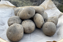 訳ありお買い得！◎甘みとろける！越冬熟成ジャガイモ『きたあかり』5kg◎農薬・化学肥料不使用