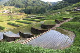 【令和7年新米】自然栽培「ゆうだい２１」精米５ｋｇ　＋「伊勢ヒカリ」精米５ｋｇ