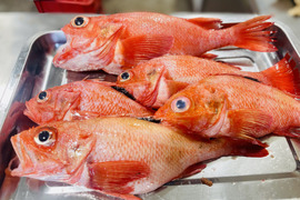キンキ 船上活締め 朝どれ  現品限り サイズ不揃い1.8kg(うち1尾傷物のオマケ付き)