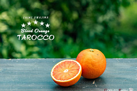 ブラッドオレンジ（タロッコ）｜濃厚な甘み、コク深い赤い果実9kg