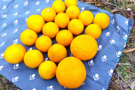 朝採りの食べ比べ☆旬の「はるひ」と走りの「甘夏」＝3kg☆ 農薬・肥料・除草剤不使用