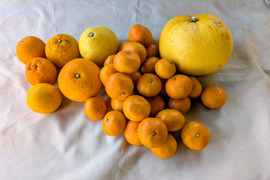 【自然栽培】【柑橘食べ比べ】家庭用 柑橘詰め合わせ　限定 ５ｋ 色んな味や香りを楽しめます