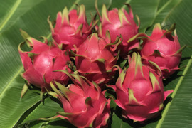 石垣島産『ドラゴンフルーツ』1kg（赤玉）2〜4個