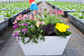お正月を飾る！プランター型寄植え　季節の植物7種類　鉢サイズ幅302㎜奥行163㎜高さ160㎜　白色