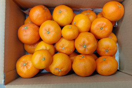 弁当のお供に　つぶらなせとか  箱込み4.5キロ