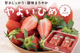 とっても甘〜い大粒いちご！ぐんまが誇るやよいひめ！250g×2パック