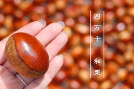 【数量限定】栗３種食べ比べセット３ｋｇ  農薬不使用 自然栽培 四万十産