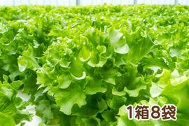 【アクアポニックス産】朝採れ新鮮フリルレタス！「ハイドロリック」1箱8袋（1袋約50～100g）