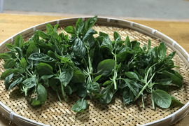 【淡路島より旬をお届け！】どーんとバジル500g
