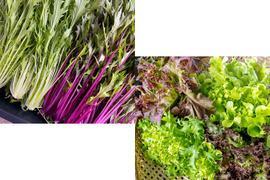露地栽培水菜とアクアポニックス産リーフレタス4種のセット1箱各1点全5袋（1袋約50～100g）