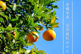 【高級柑橘】完熟麗紅（れいこう）みかん３ｋｇ ご家庭用 農薬不使用 自然栽培 愛媛県産