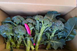 春のブロッコリーの側枝