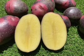 見た目も味も刺激的☆掘りたてデストロイヤー　箱込み2ｋｇ