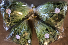 【糸島産・農薬不使用】ふわふわサニーレタス（５個）