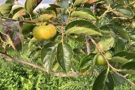 徳用！希少！自然栽培干し柿用枝無し渋柿9kg （45〜60個前後予定）