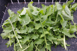🌿香りが違う！朝どれルッコラ約200g｜サラダで主役級｜農薬・化成肥料不使用🌿