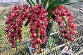 【下垂系シンビジウム】フォアゴットンフルーツ3本立