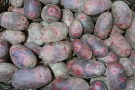 紫の皮×黄金の果肉！ねっとり甘いじゃがいもグラウンドペチカ（デストロイヤー）1.8kg【クール便】【栽培期間中、農薬・肥料不使用】