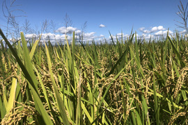 農薬・化学肥料不使用 お米「にじのきらめき」 令和7年産 5kg