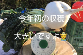 1月〜2月しか食べれない農薬.化学肥料不使用で桜島で栽培した生の桜島大根（葉付き１本）レシピ付