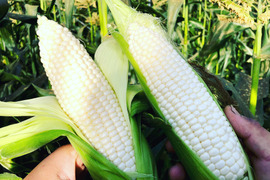 【今だけ】ホワイトショコラ フルーツの甘さ 13〜15本（約4.5kg）