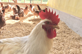 ちょっとだけ小さめの酵母・平飼いたまご50個（元気たまご）