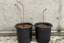 【ラズベリー鉢植え】当ファームで栽培しているラズベリーです【観賞用】【木】【ポット】