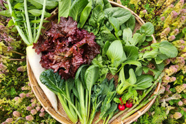 信州春野菜セット【12品目】