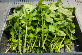 ✨冬を越えた力強い「春の目覚め大根葉」約1kg　農薬・化成肥料不使用✨