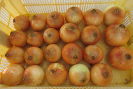 玉ねぎ(3kg)