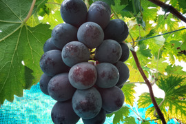 【お試し】棚田で育てた🍇岡山県産ニューピオーネ（ご家庭用　約400ｇ✕2房）