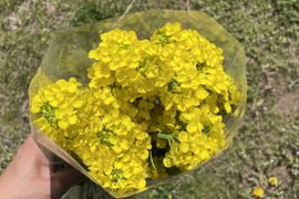【当日採取でお届け】白菜の花 500g  おひたしにおすすめ♪ えぐみが少なくほのかに甘い 栽培期間中農薬不使用 まもなく終了