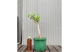 オリーブ 鉢植え タジャスカ｜育てやすい シンボルツリー・盆栽にも最適