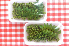 【旬の薬味】
山椒の実