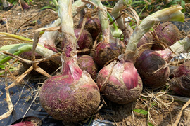 農薬・除草剤・化学肥料不使用 赤玉ねぎ レッドオニオン 3kg 石川県産