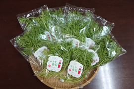 【★生で食べるサラダ春菊！！★】サラダ春菊（40ｇ×10袋）さっと洗ってそのまま使える！