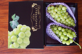 【厳選品】山形県産すとう農園のシャインマスカット（1.4~1.6kg)2房