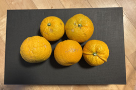 大阪産　希少なジャバラ（訳あり）
みつばちが飛び交う柑橘畑のジャバラ
2kg　  約130g/個　
ハチミツ（40g）おまけ付き

美容と健康にダブルサポート💡