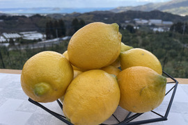 爽やかな酸味と香り！レモン「リスボン」みんなで山分け15キロ