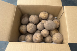 【北軽井沢産】ほっくほく！化学肥料不使用の特別栽培じゃがいも「とうや」Mサイズ5kg　浅間高原標高1000mで作る朝晩の冷え込みが甘みを増す。肥料もイチから手作りし、土からていねいに育てています。
