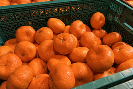 【ご家庭用】お得！青島みかん（特大）｜酸味と甘味のバランスが抜群！コクうま温州みかん 10kg