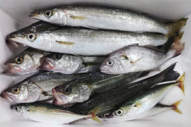 鮮魚セット ２ｋｇ入 魚介セット 小魚 未利用魚 低利用魚 定置網 刺身 刺し身焼き魚 煮魚 お魚詰め合わせ セッパ マイワシ　イシモチ  等まるごと