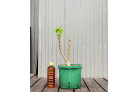 オリーブ 鉢植え ペンドリノ｜育てやすい シンボルツリー・盆栽にも最適