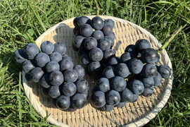 こだわりのナガノパープル　【ご家庭用2k箱】甘みと酸味のバランスが最高、かつ芳醇で高級感のある味わい。黒系で皮ごと食べられる希少種。黒い宝石！