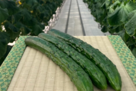 フルーツのような甘さ！みずみずしくておいしい！福島県須賀川市産『岩瀬きゅうり』　1kg