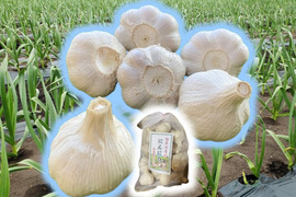 旨味と甘み凝縮！熊本県産『生にんにく』【訳あり】ご家庭用５００ｇ/袋