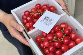 【予約2025年6月中旬予定】さくらんぼ（佐藤錦)パックバラ　Lサイズ以上　１㎏