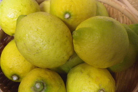 自然栽培レモン(約2.6kg)　60年以上農薬肥料不使用の畑で栽培　因島産