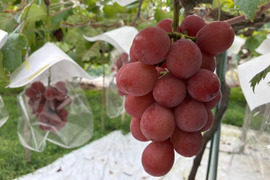 数量限定★9月発送予定（山梨県産 クイーン二－ナ 約1.6～1.8kg）