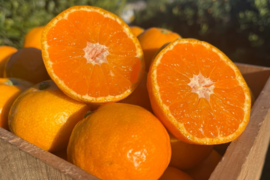 ※ご家庭用※濃厚な甘みとほどよい酸味が絶妙！極早生みかんの人気No.1品種「ゆら早生（3kg）」